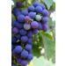 Beyisa 500 gr Natural Mustard and Black Grapes Mustard Grape Seeds Mardin Midyat Local Delicacies - Buy Online on GoSupps.com
