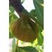 AEGEAN STYLE New Season 1st Quality Dried Figs from the Aegean - 1 Kg - Special Ayd n Mountain Fig - Buy Online on GoSupps.com