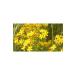 Organic Basket Market St. John's Wort Oil 1 L Glass Bottle - Buy Online on GoSupps.com