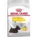 Royal Canin Mini Dermacomfort Dog Food For Skin Sensitivity 3 Kg - Buy Online on GoSupps.com