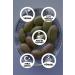 RETURN TO THE AEGEAN Homemade Traditional Kalamata Large Green Scratched Olives Bonito - 2 Kg. (CONTAINS ONLY SALT AND WATER) - Buy Online on GoSupps.com