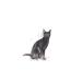 Royal Canin STERILISED 37 -Neutered Cat Food - 2 KG - Buy Online on GoSupps.com