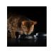 PRO PLAN Dry food for cats sensitive lambs 1.5 kg - Buy Online on GoSupps.com