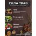 Chaga tea The voice of the north with currant and apple - Buy Online on GoSupps.com