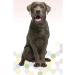 SECRET FOR PETS Calcation for dogs Calcium bone with chicken 90 g - Buy Online on GoSupps.com