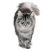 SECRET FOR PETS Vitamins for castrated cats and sterilized cats - Buy Online on GoSupps.com