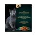 Sheba Cat food for a wet rabbit jelly 75 g 28 pcs - Buy Online on GoSupps.com