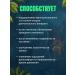 ALTAI NECTAR Phyto Booster Artro Fitobuster Artro 60 capsules - Buy Online on GoSupps.com