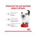 ROYAL CANIN Kitten Kanin Kanin Kanin - 10 kg - Buy Online on GoSupps.com