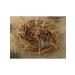 LUCKY DOG Dog's delicacies cutting (rings)-40-45 gr - Buy Online on GoSupps.com