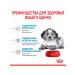 ROYAL CANIN Dog food dry Medium Puppy for medium rocks 14 kg - Buy Online on GoSupps.com