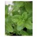 Tree of Love Peppermint herb - Buy Online on GoSupps.com