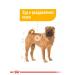 Royal Canin Dry food for dogs of medium breeds Dermacomfort 10 kg - Buy Online on GoSupps.com