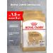 ROYAL CANIN Dry feed chihuahua adult for dogs Chihuahua 1.5 kg 2 pcs
