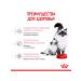 ROYAL CANIN Dry feed Mother & Babycat for kittens and cats 0.4 kg - Buy Online on GoSupps.com