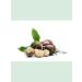 DESTEK Macadamia nut oil 20 ml - Buy Online on GoSupps.com