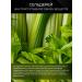 Spring of Health 2 pcs phytocochetic arthrosis for bones and joints - Buy Online on GoSupps.com