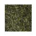 TEA CAT Green tea Shuja Luy (Sencha) of the highest category 250g - Buy Online on GoSupps.com