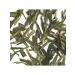 TEA CAT Green Tea Lun Jing (dragon well) 100g - Buy Online on GoSupps.com