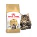 ROYAL CANIN Main Coon Adult for Cat 2 kg Main Kun - Buy Online on GoSupps.com