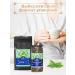 Magdomir Jasmine tea ulun leaf Premium 180 g - Buy Online on GoSupps.com