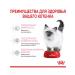 ROYAL CANIN Dry Kitten food for kittens up to 12 months 300g 2pcs - Buy Online on GoSupps.com