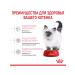 ROYAL CANIN Kitten 0.3 kg - Buy Online on GoSupps.com