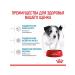 ROYAL CANIN Dry Mini Puppy food for small puppies up to 10 months 2kg - Buy Online on GoSupps.com