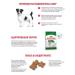 ROYAL CANIN Dry Mini Adult food for small dogs from 10 months 800g 2pcs - Buy Online on GoSupps.com