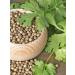 NOYER Coriander seeds (grain) 300g - Buy Online on GoSupps.com