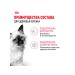 ROYAL CANIN Kitten Kitten kittens in sauce 85 g 28 pcs - Buy Online on GoSupps.com