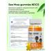 NDCG Vitamins for children Irish moss orange vitamins 60 pcs - Buy Online on GoSupps.com