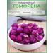 EMPIRE OF TEA GOMFRENS flowers dried amaranth buds
