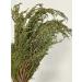Herbalists of Siberia Artysh shaman grass bundle 1 pc 100 g - Buy Online on GoSupps.com