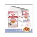 ROYAL CANIN Kitten Wet food (spider) for kittens in jelly 28 x 85 g