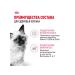 ROYAL CANIN Kitten Wet food (spider) for kittens in jelly 28 x 85 g - Buy Online on GoSupps.com