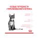 ROYAL CANIN Dry Kitten Sterilized feed sterilized kittens 2 kg 2pcs - Buy Online on GoSupps.com