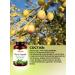 Balen Dietary supplement for the heart and blood vessels olive leaves extract - Buy Online on GoSupps.com