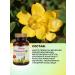 Balen Oil of the evening primrose in capsules T rkiye - Buy Online on GoSupps.com