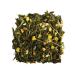 Elephant Green Japanese linden 500g - Buy Online on GoSupps.com