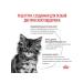 ROYAL CANIN Dry food for kittens Gastrointestinal 2 kg - Buy Online on GoSupps.com