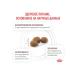 ROYAL CANIN Dry food for kittens Gastrointestinal 2 kg - Buy Online on GoSupps.com