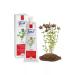 Just Herbal cream thyme yusta 100 ml - Buy Online on GoSupps.com