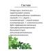 BIELITA Hair shampoo strengthening calamus and golden mustache - Buy Online on GoSupps.com