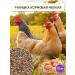 ECO FARMER Marine fodder shallow for chickens 10 kg - Buy Online on GoSupps.com