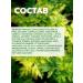 JMSolution Babelm Cream with Releaf Mild Acidic Wormwood wormwood extract - Buy Online on GoSupps.com