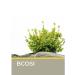 Clear System Air conditioning for strengthening and growth of Bcosi Energy 500 ml - Buy Online on GoSupps.com