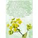 LekraSet Volodushka golden grass 3pcs of 20 paces of 1.5g - Buy Online on GoSupps.com
