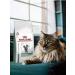 ROYAL CANIN Diabetic Feline diabetes food for cats with diabetes 1.5 kg - Buy Online on GoSupps.com