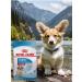 ROYAL CANIN Dry feed Medium Puppy for medium breeds 3 kg - Buy Online on GoSupps.com